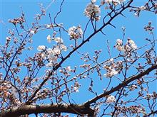 地元の桜開花宣言