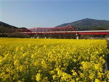 今度は大洲で菜の花。