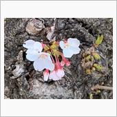 近所の桜の開花状況を見て来た ...