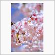 埼玉・坂戸市　北浅羽桜堤公園　〜安行寒桜が満開〜