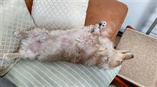 退かない(^^ゞ    #犬 #ハッピー #ミニチュアダックスフント #ソファー