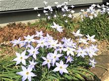 春の進路変更の巻‥(^^♪ 春の進路変更の巻‥(^^♪