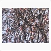 桜を見て来ました