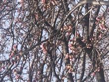 桜を見て来ました