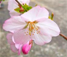 「小さな桜の木」