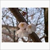 2日連続で桜の開花状況確認‼️