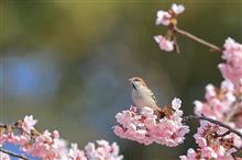ニューナイスズメとチョウゲンボウ♀