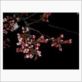 今日の桜 このまま、春の嵐を ...