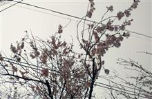 桜，咲き始めましたね。