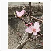 アーモンドの花