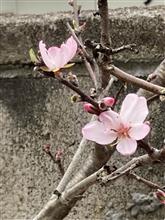 アーモンドの花