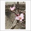 アーモンドの花