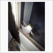 あかがえる襲来