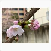 近所の桜の開花状況を確認して ...
