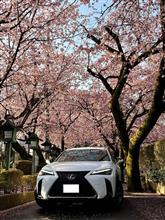 早咲きの桜と愛車