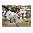 近所の桜
