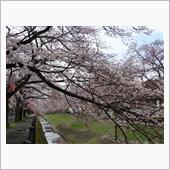 近所へお花見散歩