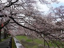 近所へお花見散歩