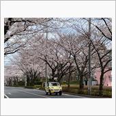 桜並木
