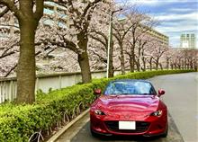 桜 🌸