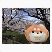 桜尽くしと乗り物三昧