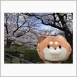 桜尽くしと乗り物三昧