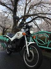 桜巡りと・・・やっちまいました＞＜