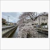今年も綺麗です。