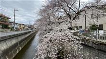 今年も綺麗です。