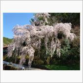 すっかり桜咲いてるねぇ～(* ...