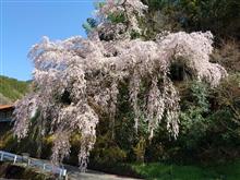 すっかり桜咲いてるねぇ～(*&#180;▽｀*)