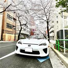 今年の桜