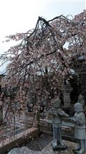 天気はイマイチ…でも枝垂れ桜は好き