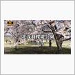 埼玉・北浅羽桜堤公園　〜安行寒桜を4K映像でお楽しみください〜