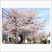 東京の桜が満開に