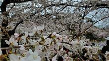 2022　#桜　昼間