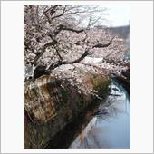 今年の桜 2022/03/2 ...
