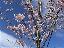 桜　近所の散歩