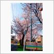 さいたま市 桜満開♪