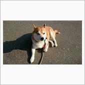 柴犬 はなちゃん