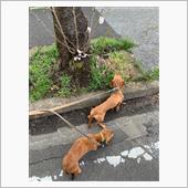 連続で桜の開花状況確認をして ...
