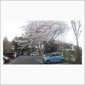 宗吾霊堂でお花見🌸