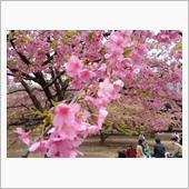 花見