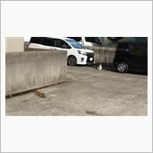 &#39;22 野良猫日記 其の四十七