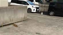 &#39;22 野良猫日記 其の四十七