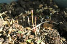 今年の春は遅い　アスパラガスの植え替え