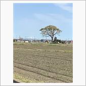 鈴鹿の大杉