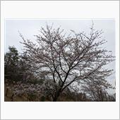 会社の桜(ソメイヨシノ)も・ ...