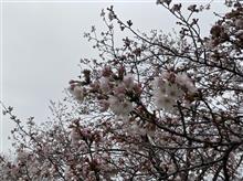 東京情報大学、福星寺の桜の様子
