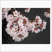 今年の桜 2022/03/2 ...